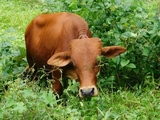 cow in the meadow