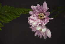 Pink Flowers Chryzanths And Fern On Dark Background Reflection On Water Tender Chryzantemy I Paproć  Różowe I Delikatne