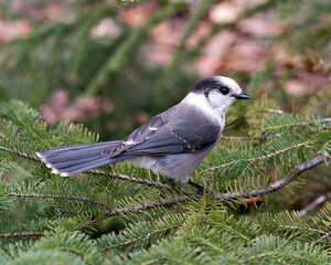 Wall Mural - Gray Jay bird photo stock.  Close-up profile view perched on a fir tree branch in its environment and habitat, displaying grey feather plumage and bird tail. Christmas picture ornament. Image. 