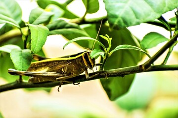 Grasshopper sitting on a plant surrounded by green leaves.