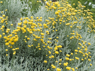 Poster - Buisson de Santoline petit-cyprès ou santolina chamaecyparissus à floraison en boules jaune or sur tiges souples au dessus d'un duvet gris-argenté