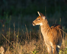 Roe Deer In The Grass Freedom Deer In Sunset Shendandoah Wildlife Landscape Nature