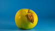 © APHOTOSTUDIO - green apple with dry leaf lies on a blue background.