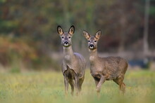 Wildlife Scene From Autumn Nature. Two Roe Deer Standing On Meadow. Deer In The Nature Habitat. Capreolus Capreolus.