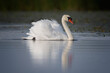 white swan on the lake with forest on background