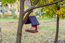 Bird And Squirrel Feeder Hanging On A Tree In The Park