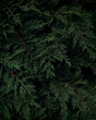 © Johnér - Thuja, Sweden