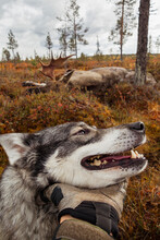 Hunting Dog, Sweden