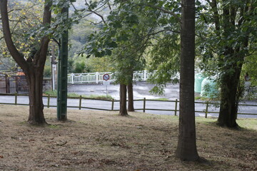 Wall Mural - Tree in an urban park