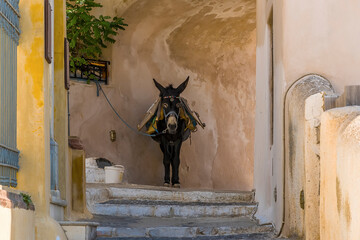 Wall Mural - A donkey on the steps up to the castle in Pyrgos, Santorini in summertime