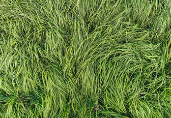 Poster - The texture of the long, tall green grass close-up. Photography, copy space, windy.