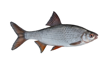 fresh alive roach fish isolated on white background. latina rutilus rutilus
