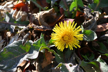 Poster - Dandelion