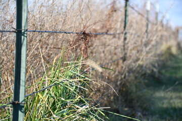 Canvas Print - Fence Row