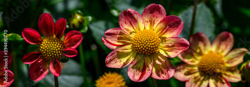 Fotomural Vibrant red, orange, and yellow dahlias blooming in a garden on a sunny day