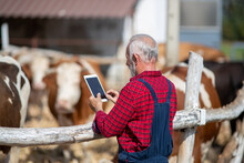 Farmer With Tablet In Front Of Cows In Barn