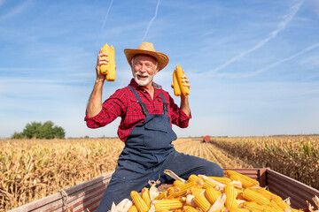 Canvas Print - Senior farmer holding corn cobs in field during harvest