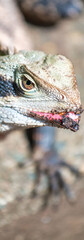 Sticker - Isolated Iguanan in the forest, Australia