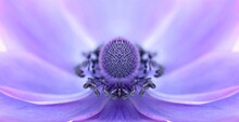 Macro Shot Of Purple Flowering Plant
