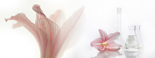 nature pink lily flower with science flask in cosmetic research laboratory banner background