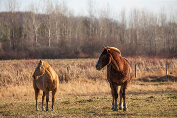 Sticker - The horse on pasture, natural scene from Wisconsin.