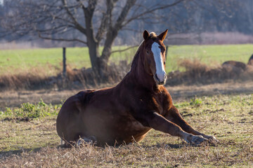 Sticker - The horse on pasture, natural scene from Wisconsin.