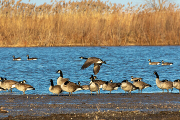 Sticker - Flock of Canadian geese on lake Michigan.