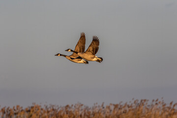 Sticker - Canadian geese in flight, natural scene from Wisconsin.