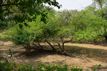 Deep Natural Autumn forest/Jungle In India Big Trees And Tree Branches