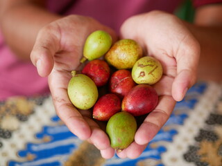 Matoa Fruit (Pometia pinnata) is a large tropical hardwood and fruit tree species, with common names including matoa, taun tree, island lychee, tava, of the plant family Sapindaceae.