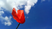 Close-up Of Red Poppy Flower Against Sky