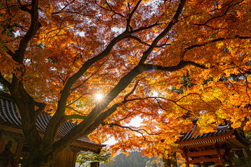 Wall Mural - autumn leaves in the temple, Zenkoji, Japan