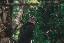 View Of Harpy Eagle In Forest