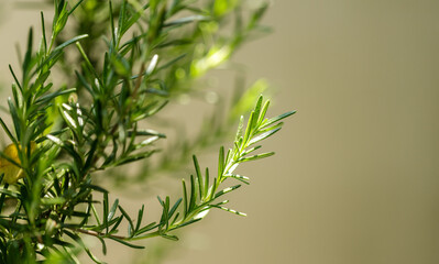 Fresh Rosemary Herb grow outdoor. Rosemary leaves Close-up.