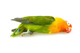 Fototapeta Łazienka - Parrot lovebird dead on white background