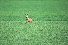 Deere Running On Grassy Field