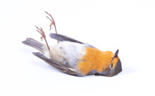Dead Robin Red Breast Bird