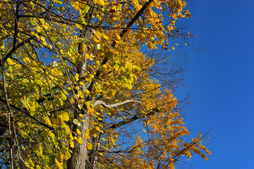 Autunno: cielo blu e foglie gialle, arancio, verdi, sui rami degli alberi