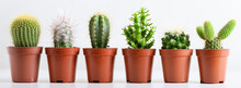 Collection Of Various Cactus Plants In A Pots