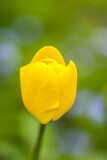 Fototapeta Dmuchawce - Beautiful spring yellow tulip flower growing in garden