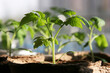 Seedlings of tomatoes. Spring season. Tomato sprout lit by the sun. Selective focus