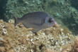 Black seabream (Spondyliosoma cantharus) in Mediterranean Sea