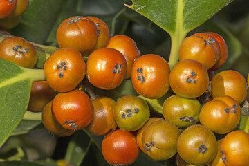 Wall Mural - petits fruits