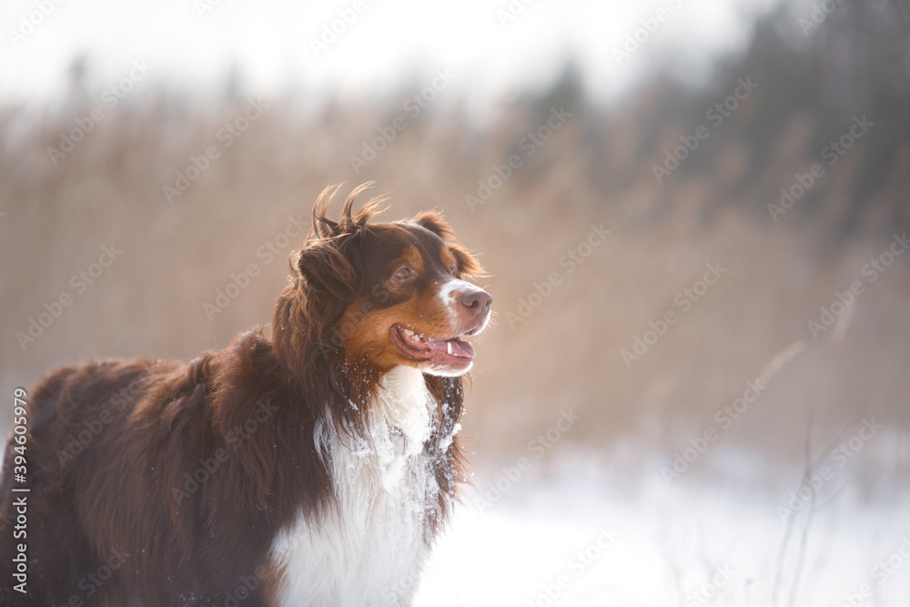 Dog in the winter in nature. australian shepherd on the snow - obrazy, fototapety, plakaty 