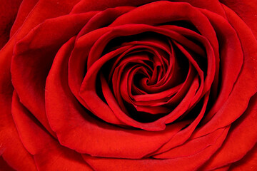 Sticker - Valentine Red Rose