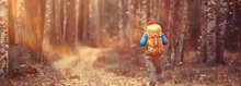 Autumn Camping In The Forest, A Male Traveler Is Walking Through The Forest, Yellow Leaves Landscape In October.
