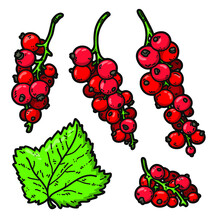 Vector Set Of Cute Hand Drawn Colorful Red Currant