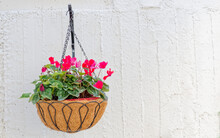 Hanging Basket Of Vivid Colored Flowers On Rough White Wall Background, Space For Text