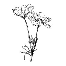 Branch With Flower Of Cosmea (Cosmos Bipinnatus, Mexican Aster, Garden Cosmos). Black And White Outline Illustration, Hand Drawn Work. Isolated On White Background.
