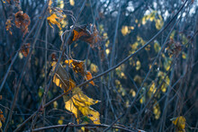 The Last Yellow Leaves On The Branch. Dry Autumn Vine Leaf